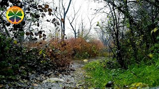 Звуки Природы Шум Осеннего Дождя Звуки Леса