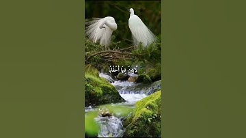 واتس اب قران كريم القارئ ماهر المعيقلي من سورة (النبأ)