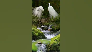واتس اب قران كريم القارئ ماهر المعيقلي من سورة النبأ 