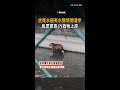 【民眾合力救援】水豚悠閒漫步虎尾水道「走水路不塞車」 thumbnail