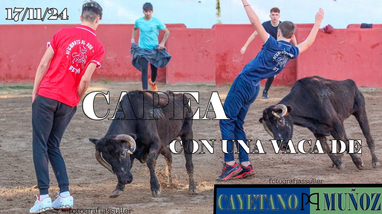 CAPEA CON UNA VACA DE CAYETANO MÚÑOZ EN LA ESPUELA (17-11-2024)
