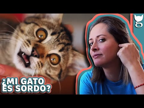 Video: Cómo Saber Si Un Gato Es Sordo