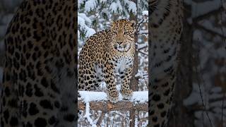 Top 10 Endangered Animals in the World | Wildlife Crisis 2026 🌍🦁 #trending #viral #animalvideos