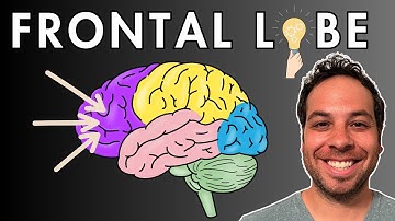 The Frontal Lobe - Location and Function