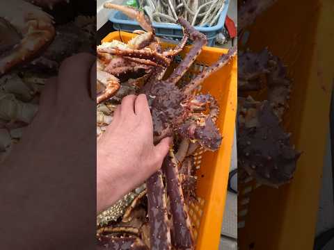 Зажрались мы , такое добро уже выбрасываем в море