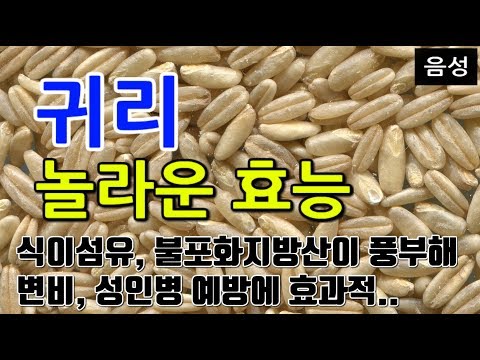 [#귀리효과] 귀리/오트밀의 놀라운 효능 10가지 (식이섬유, 불포화지방산이 풍부해 변비, 성인병 예방에 효과적..)