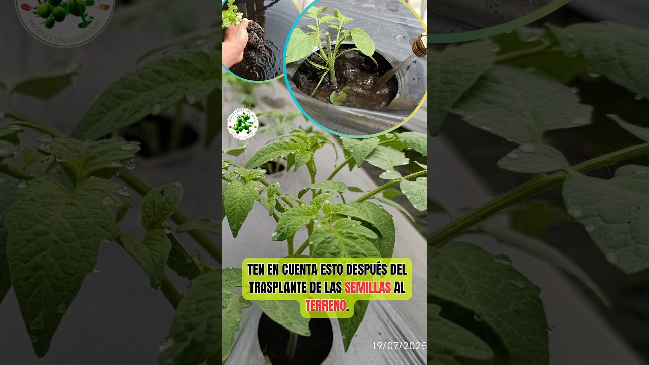 Ten en cuenta esto después del trasplante de las Semillas al TERRENO 