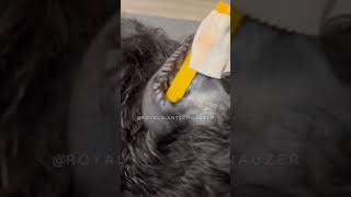 VERY CLEAN & NEAT! Giant Schnauzer Puppy Ear cropping Procedure/Surgery  Post Op