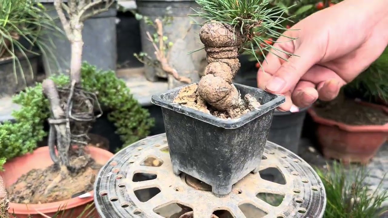 #bonsai#thông nhật,Tùng shimpaku,phong,du kí đá,đậu vàng,dt 082 55 66 889 ngày 4/3/2026