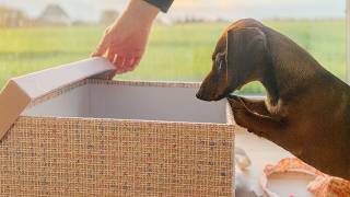 The Moment We Opened The Box I Didnt Expect That