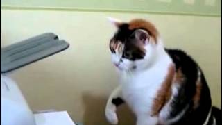 Кошка против принтера