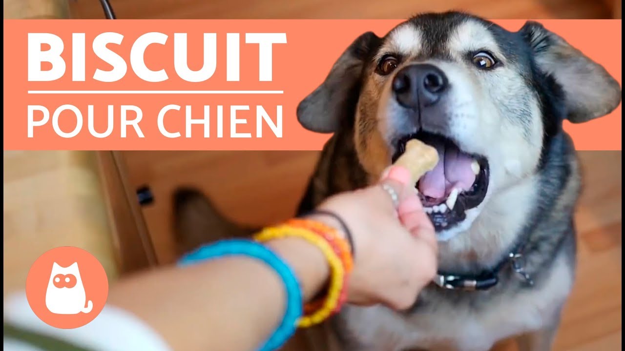 Recette De Biscuit Pour Chien Avec Seulement 3 Ingredients Youtube