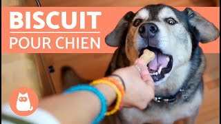Recette De Biscuit Pour Chien Avec Seulement 3 Ingredients Youtube