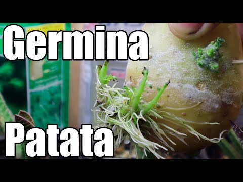 Video: Brotar Patatas: ¿es Necesario?