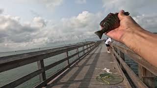 Fishing a Florida Pier When Things Got Wild! Рыбалка на пирсе Флориды, когда дела пошли наперекосяк!