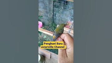 koleksi burcil Aviary mini #aviary #kicaumania #burung #birdaviary #aviarysederhana