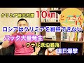 クリミア脱出10㎞渋滞　バッタ大量発生