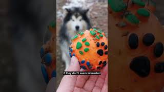 How to Teach Your Dog to Fetch - #shorts #dogshorts