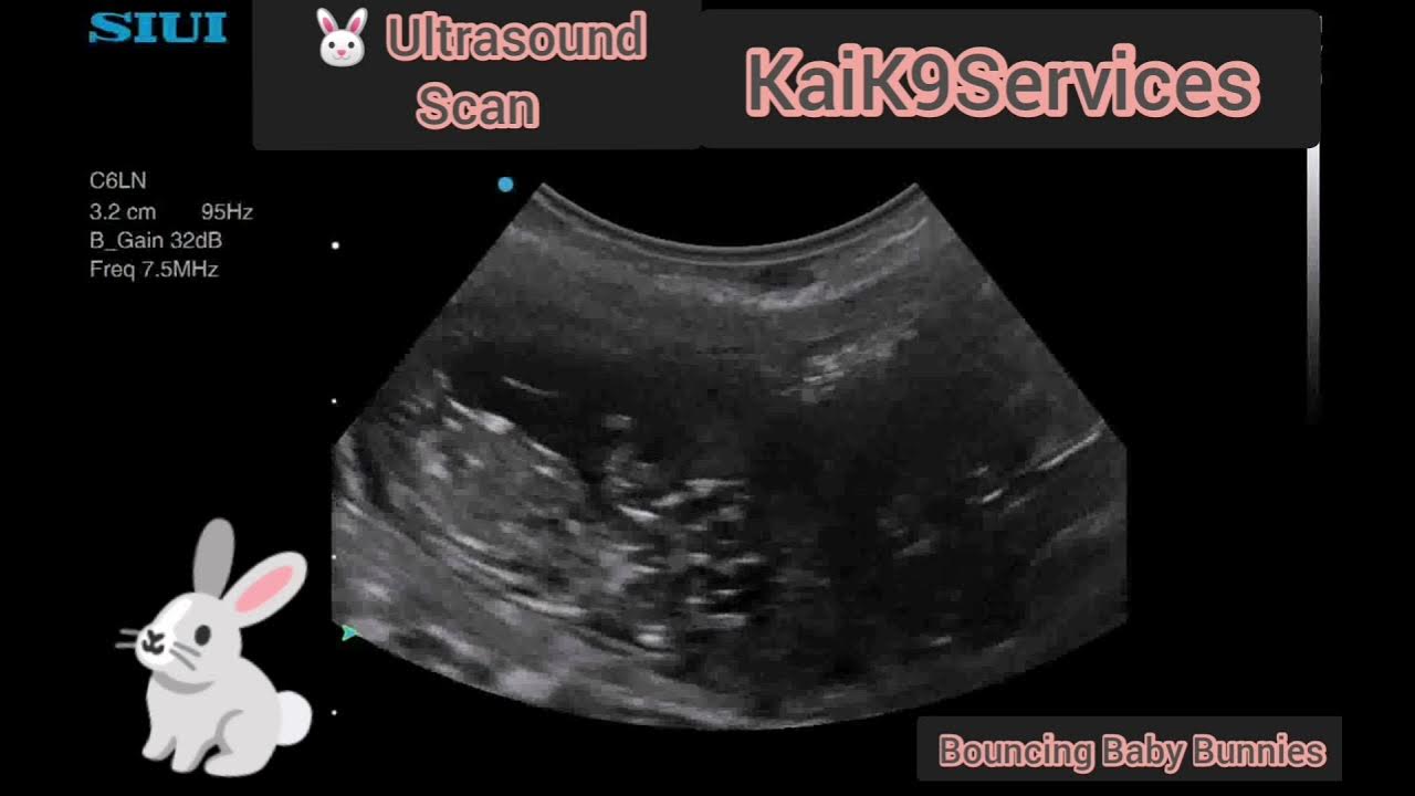 Rabbit Ultrasound Scan YouTube