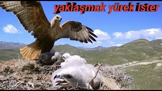 BU YUVAYA YAKLAŞMAK YÜREK İSTER ~KENDİ YAVRULARI İÇİN BAŞKASININ YAVRUSUNU ÖLDÜRÜYOR ~