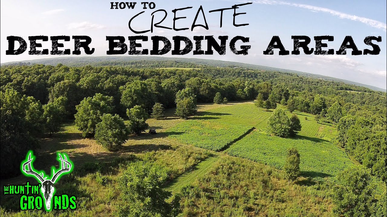 Create Deer Bedding Areas S7 24 YouTube