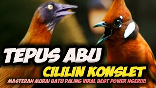 Download lagu PERIH DENGERNYA!!! MASTERAN TEPUS KEPALA ABU VS CILILIN SUPEE PANJANG || MASTERAN BURUNG LOMBA
