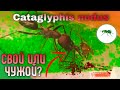 ПОДСЕЛЕНИЕ муравьев Cataglyphis nodus.