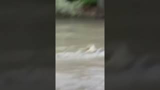 Download Lagu This is the craziest zipline ever 😱🐊 MP3 Download Lagu This is the craziest zipline ever 😱🐊 MP3