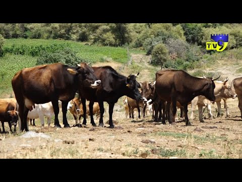 რეგიონის კლინიკებში წინა წლებთან შედარებით ნაკბენით მიმართვიანობა გაზრდილია