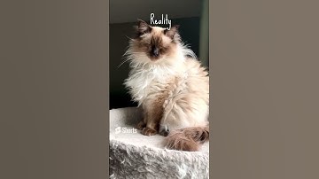 Social Media vs. Reality (CAT Edition 😹) #shorts #funnycats #ragdolls #socialmedia #reality