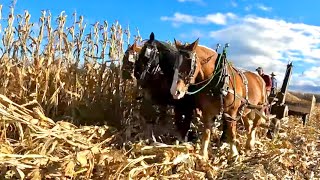 DRAFT HORSES PICKING CORN FIELD!! // Corn Harvesting 2023 #554