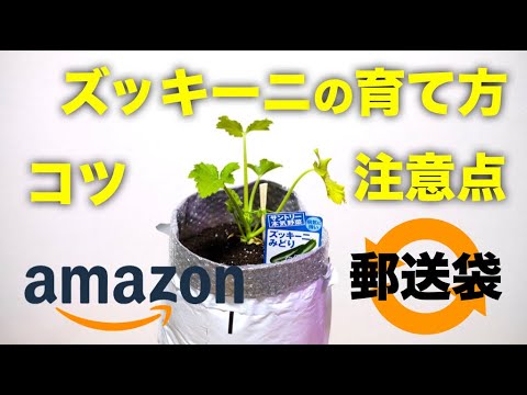 袋栽培 ズッキーニの育て方 Amazonの郵送袋をリサイクルして袋栽培 植木鉢やプランター栽培にも使える Youtube