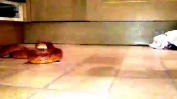 Corn snake strike in slow motion