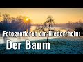 Fotografieren am Niederrhein - Der Baum