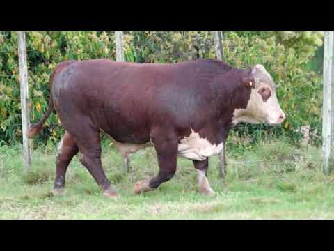 LOTE 18   TAT  N69