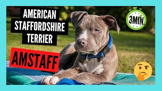 AMERICAN STAFFORDSHIRE TERRIER en 3 minutos | AMSTAFF