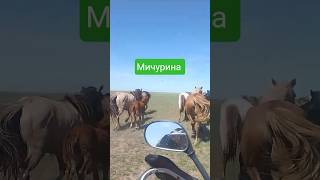 #лошади #комары не дают покоя #снял #gprs treker #поставил на зарядку