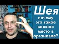 Шея – почему это такое важное место в организме? Как спазмы в шее влияют на здоровье человека