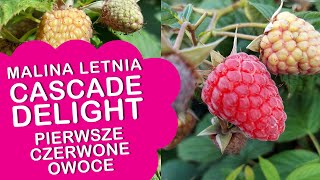 Malina letnia Cascade Delight - Szykuje się niezły plon, pojawiły się pierwsze czerwone owoce.