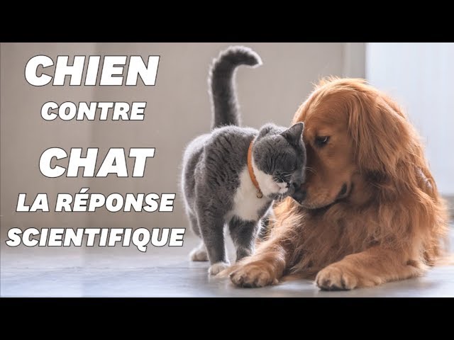 Les chats sont supérieurs aux chiens: c'est prouvé scientifiquement –  L'Express