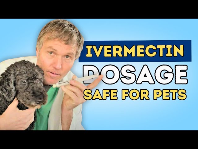 Dangers of Ivermectin for Dogs: What You Need to Know 3 sddefault