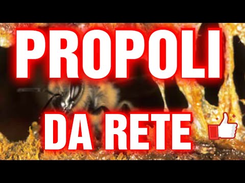 Apicoltura cd: Propoli, raccolta pura da rete !