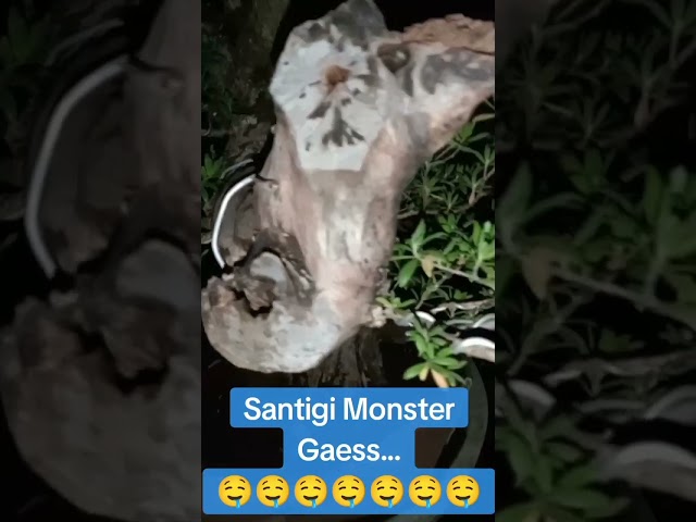 Santigi Monster Gaes.......#bonsai #bonsaiindonesia #bonsaisancang #bonsaisantigi #bonsaiserut class=