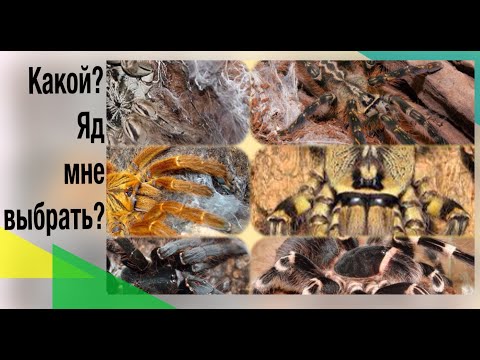 Топ ядовитых пауков для новичка!!