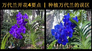 万代兰的种植与养护| 如何让万代兰开花| 开蓝色花的万代兰 