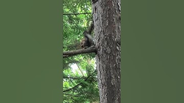 The squirrel came down from its favorite tree and took the next walnut away.