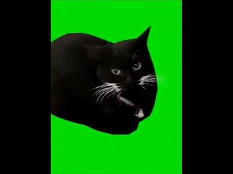 The Maxwell cat