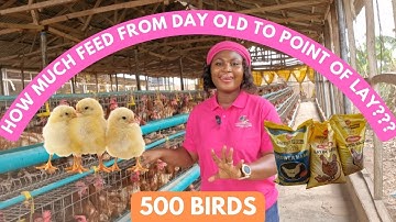 How MUCH FEED Will 500 Layer Birds Consume From Day 1 Till Point of Lay at 16 Weeks