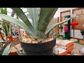 Come coltivare le agavi le piante della tequila