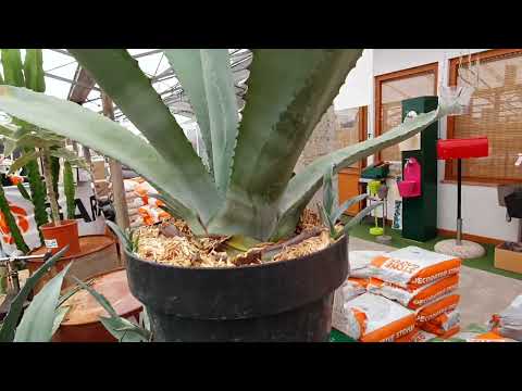 Video: Può crescere l'agave in vaso - Scopri come coltivare l'agave in contenitori